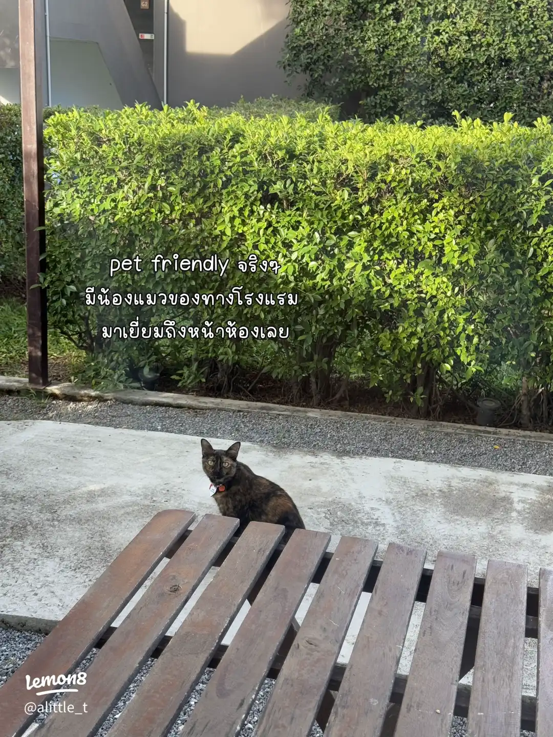 A cat encountered near a guest room