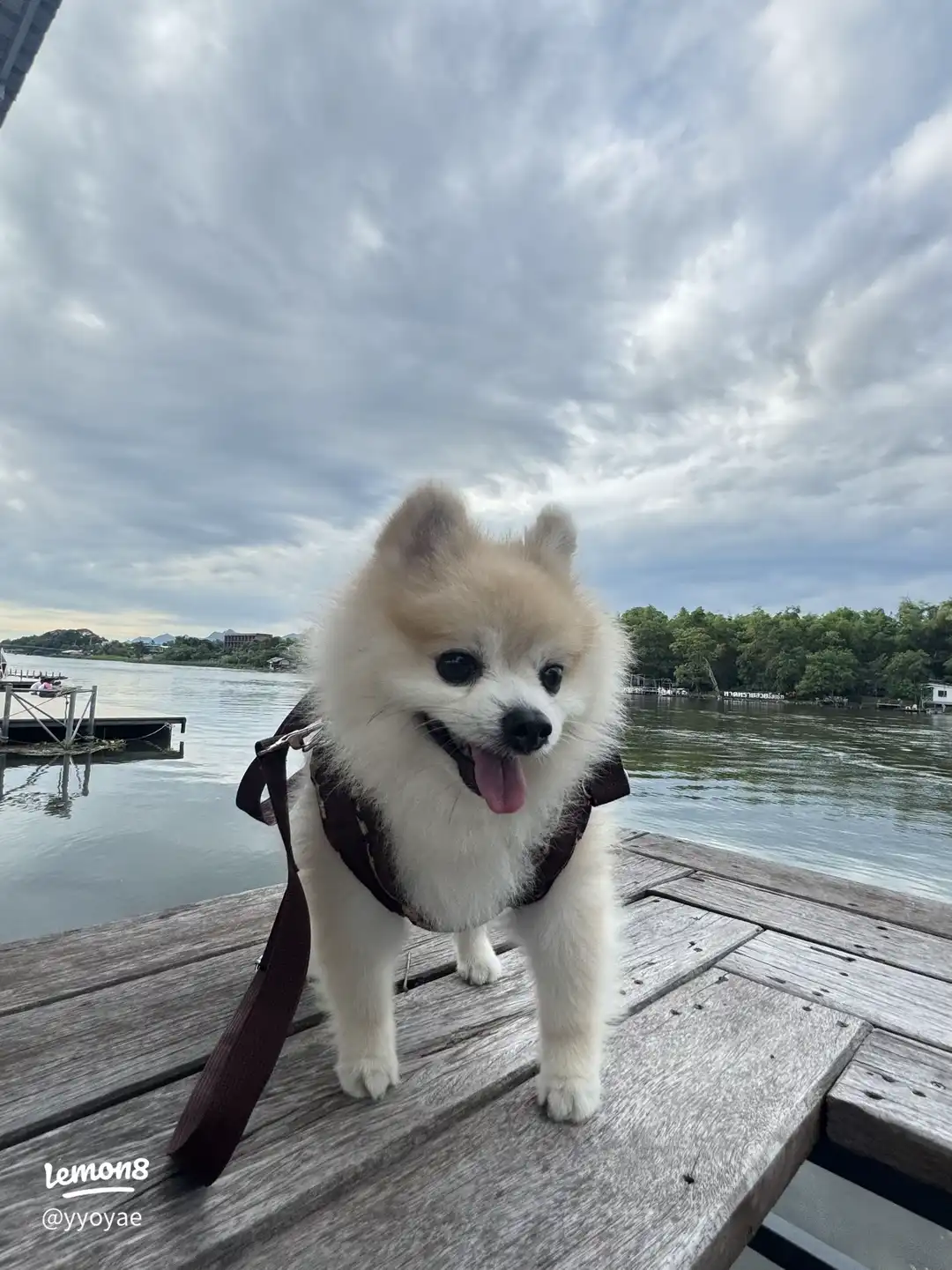 A visitor’s dog on the riverside deck