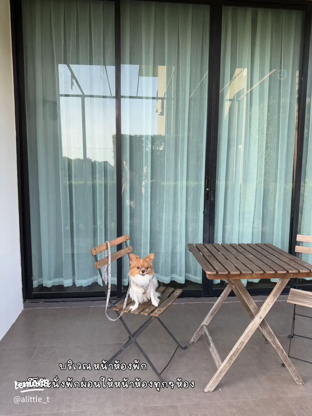 A guest’s dog on the room terrace