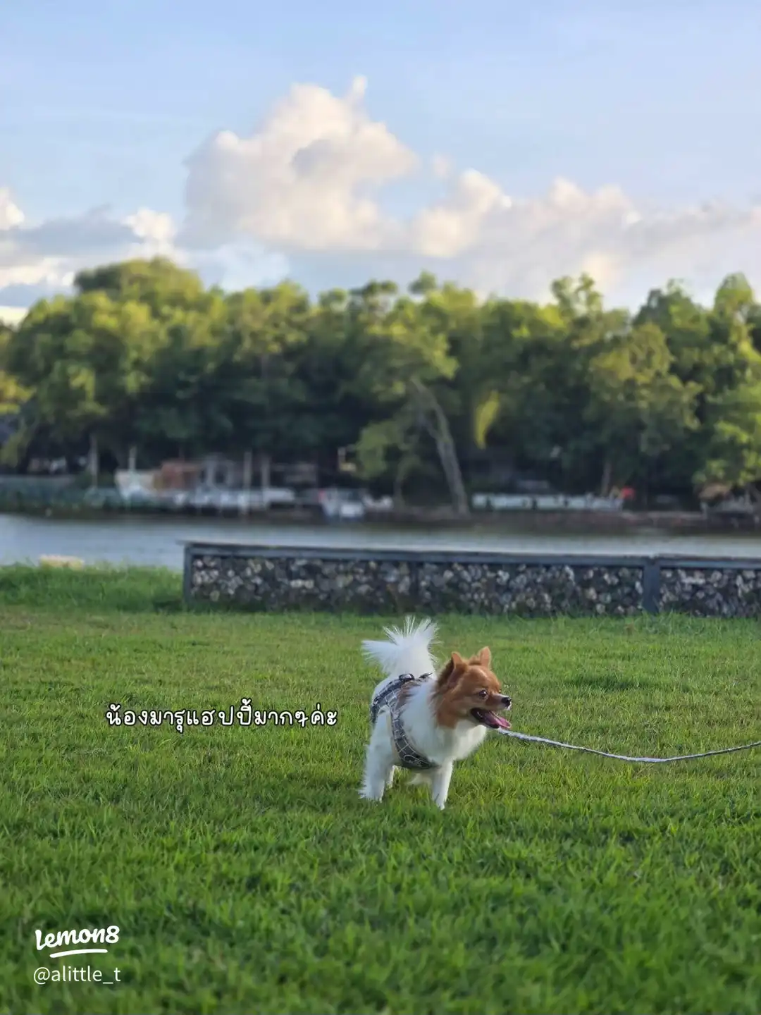 A guest’s dog on the riverside lawn