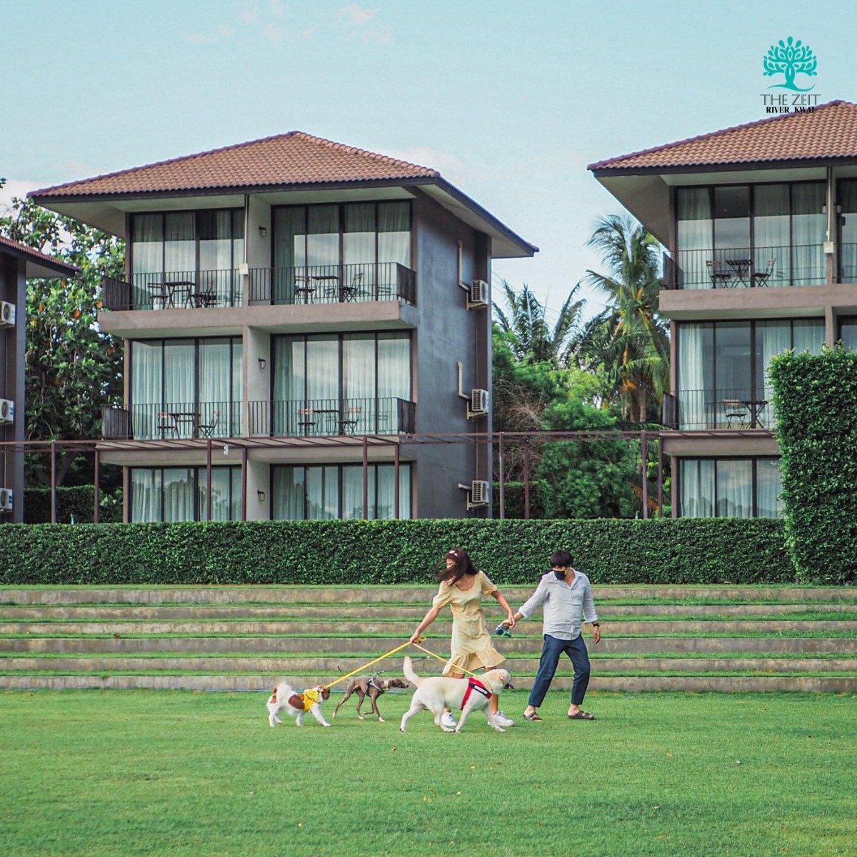 Visitors and dogs on the hotel lawn