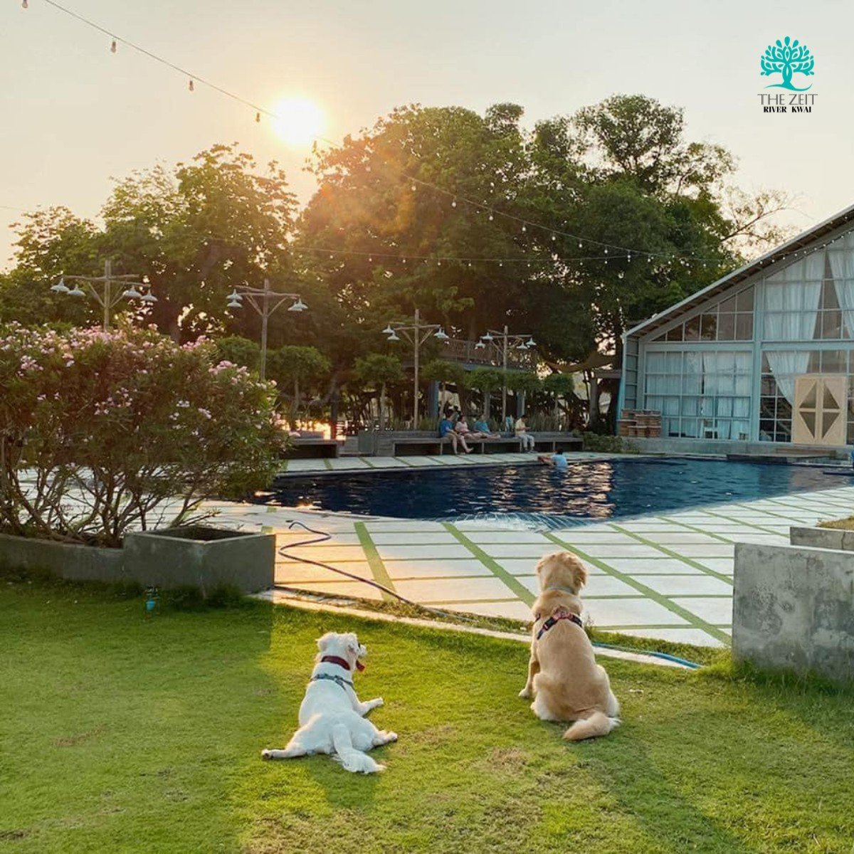 A poolside moment with dogs in the hotel’s published photograph