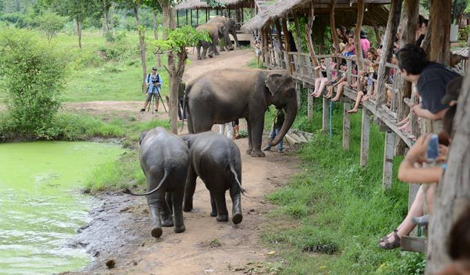 ElephantsWorld